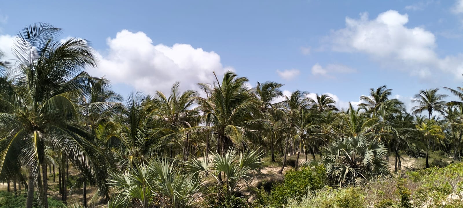 Prime 12-acre beachfront property for sale in Ngomeni. Ideal for resorts, holiday homes, or investment. Perfect sandy beach, ocean views, and massive potential.