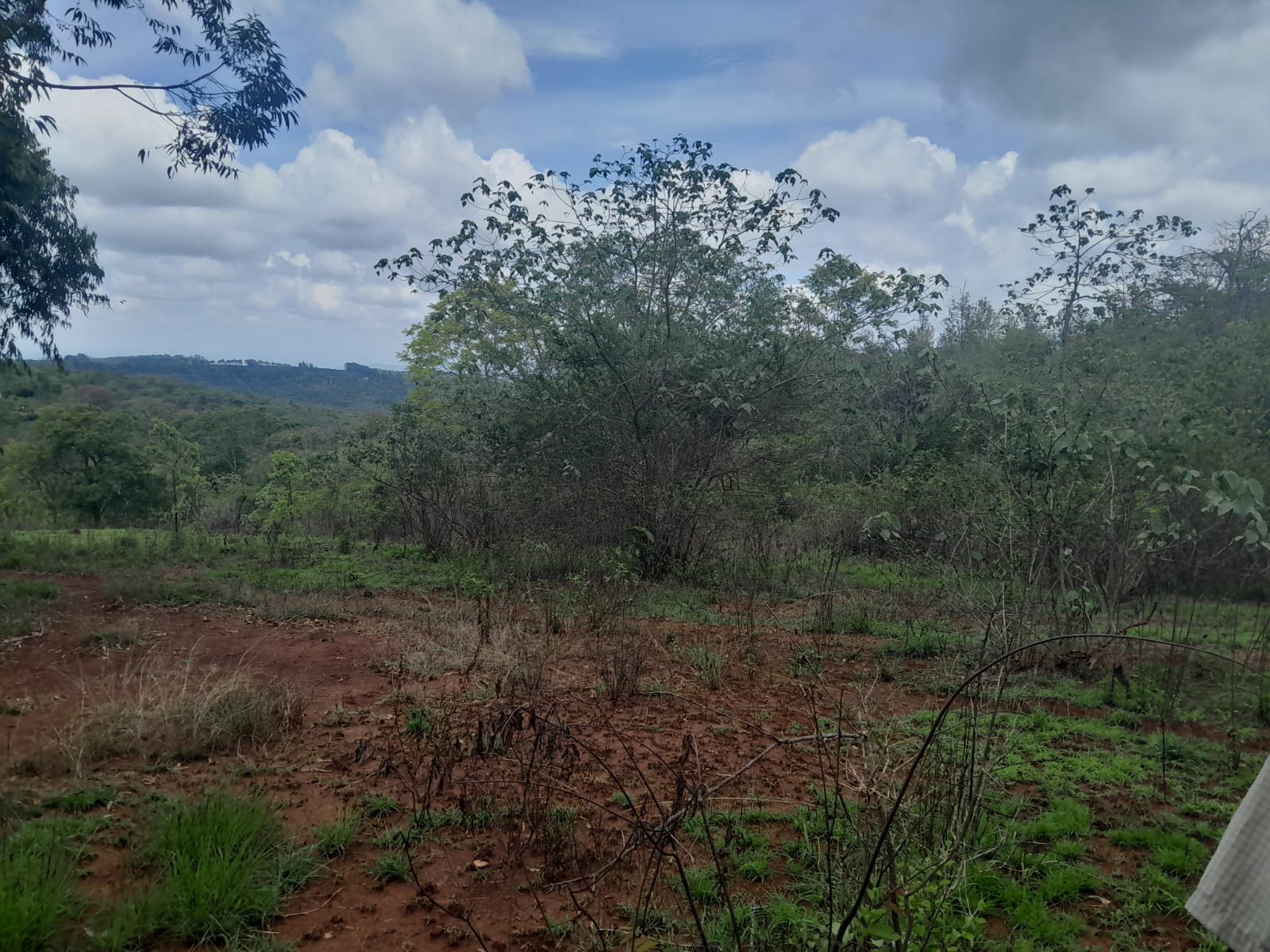 Prime 604-acre agricultural land for sale in Makuyu Murang’a with red soil, dams, coffee factory, and direct tarmac access.