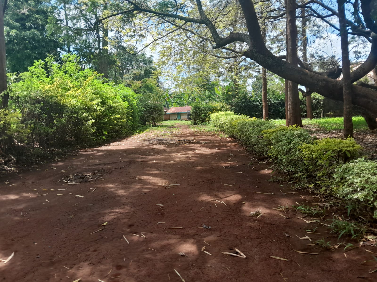 Prime 604-acre agricultural land for sale in Makuyu Murang’a with red soil, dams, coffee factory, and direct tarmac access.