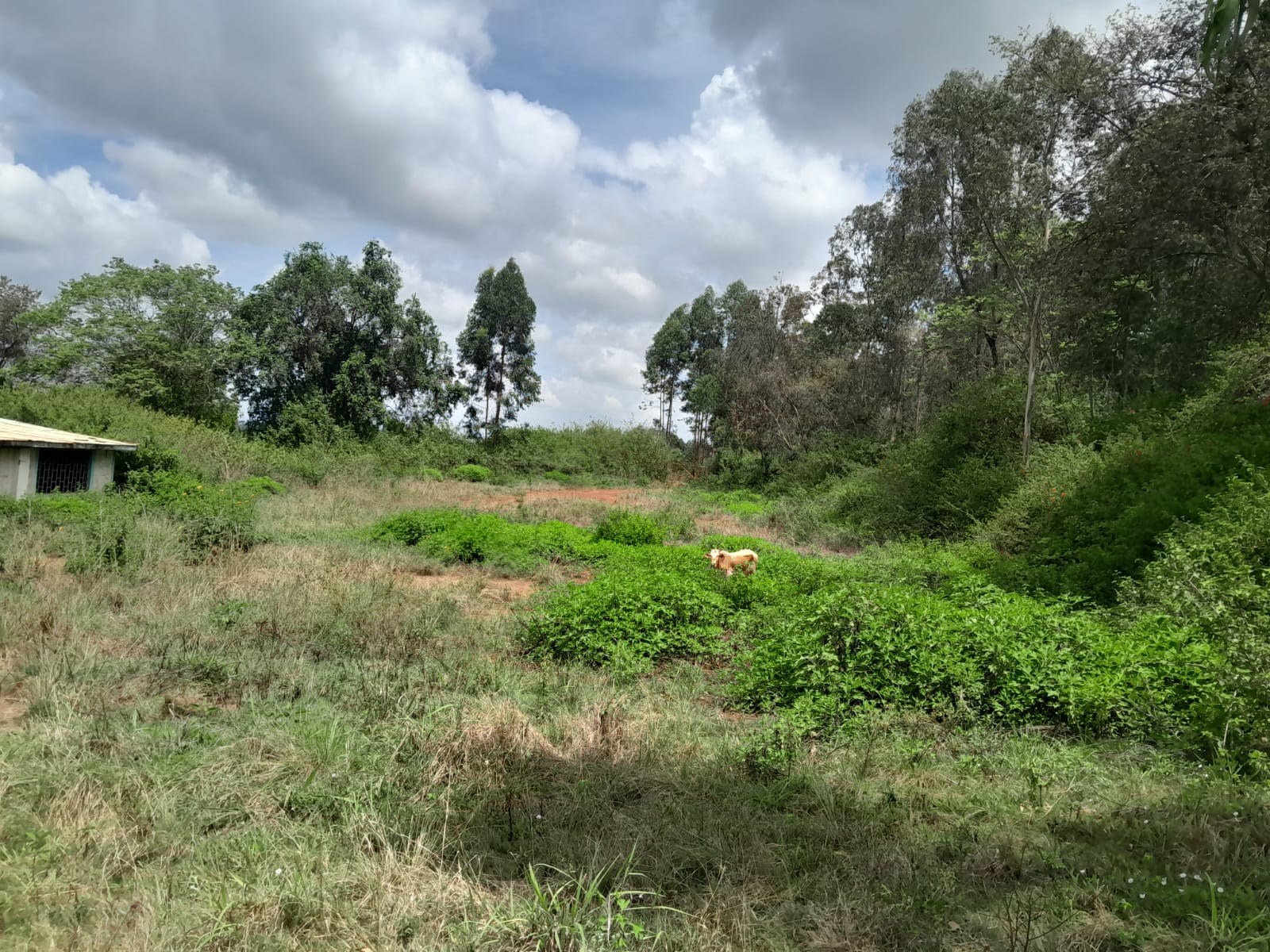 Prime 604-acre agricultural land for sale in Makuyu Murang’a with red soil, dams, coffee factory, and direct tarmac access.