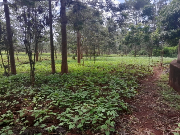 Prime 604-acre agricultural land for sale in Makuyu Murang’a with red soil, dams, coffee factory, and direct tarmac access.