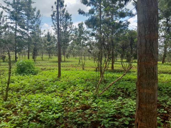 Prime 604-acre agricultural land for sale in Makuyu Murang’a with red soil, dams, coffee factory, and direct tarmac access.