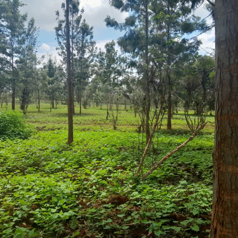 Prime 604-acre agricultural land for sale in Makuyu Murang’a with red soil, dams, coffee factory, and direct tarmac access.