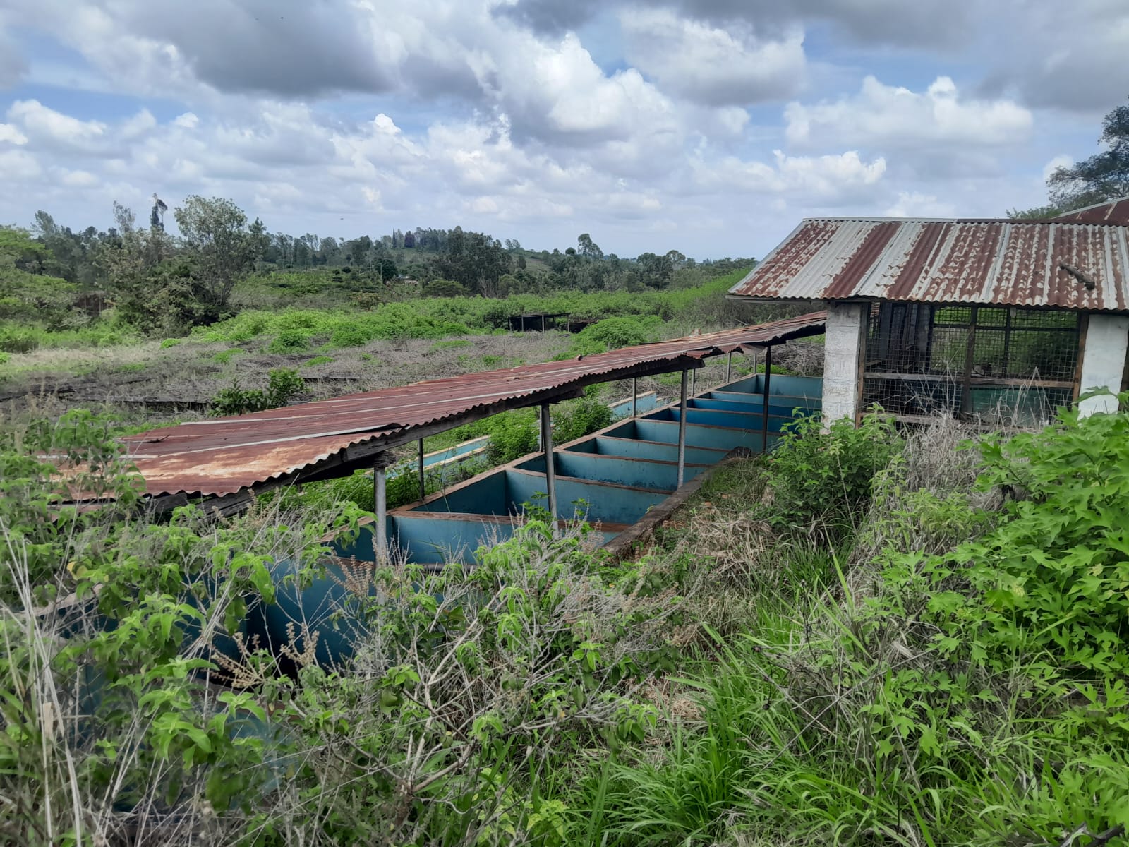 Prime 604-acre agricultural land for sale in Makuyu Murang’a with red soil, dams, coffee factory, and direct tarmac access.