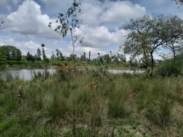 Prime 604-acre agricultural land for sale in Makuyu Murang’a with red soil, dams, coffee factory, and direct tarmac access.