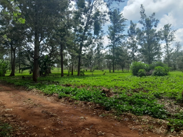 Prime 604-acre agricultural land for sale in Makuyu Murang’a with red soil, dams, coffee factory, and direct tarmac access.