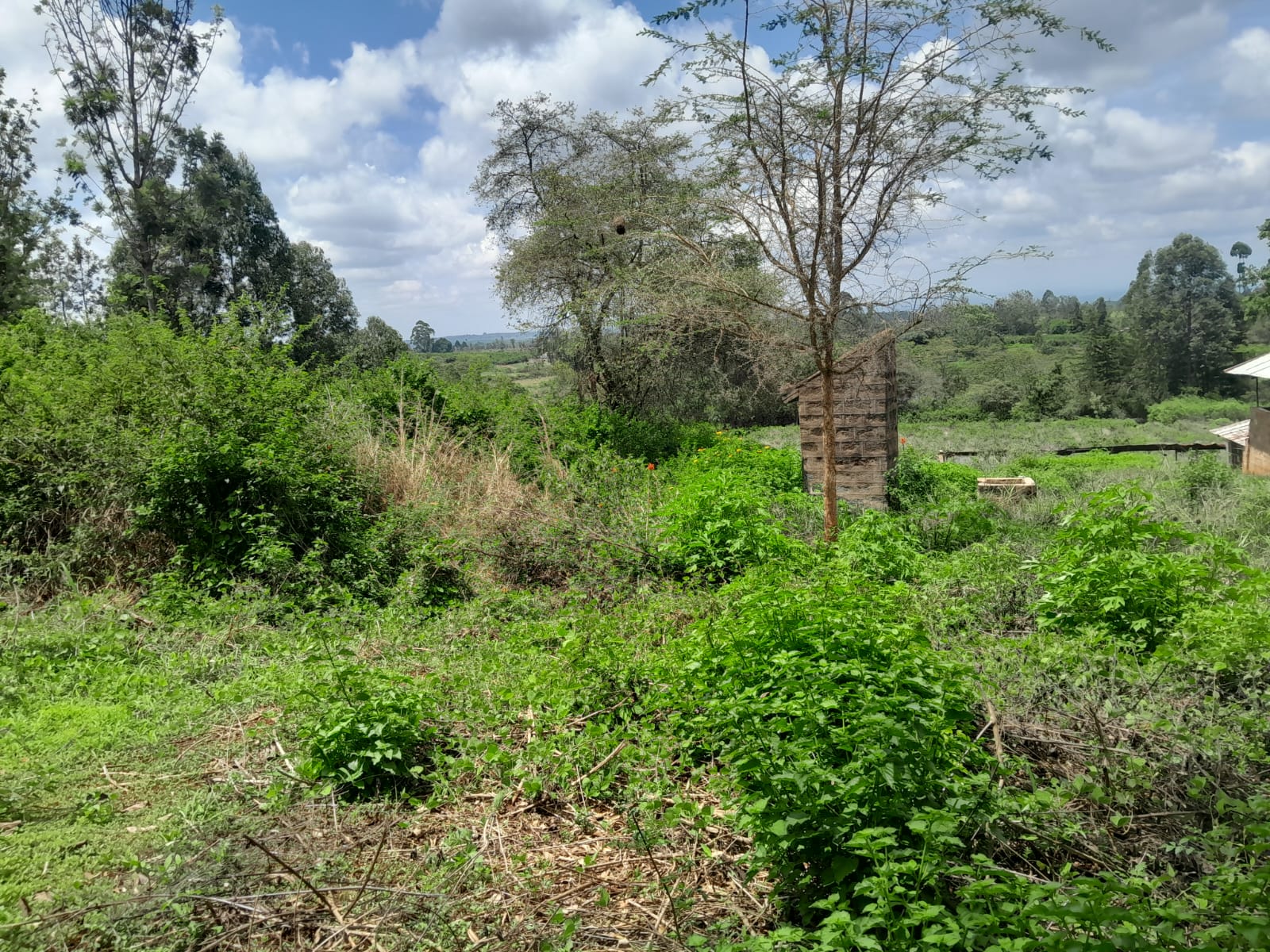 Prime 604-acre agricultural land for sale in Makuyu Murang’a with red soil, dams, coffee factory, and direct tarmac access.