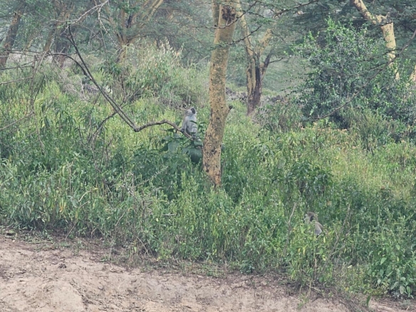 Prime 2-acre land near Lake Elementaita adjacent to Inka Gardens and developed cottages, ideal for lodge or eco-camp investment.