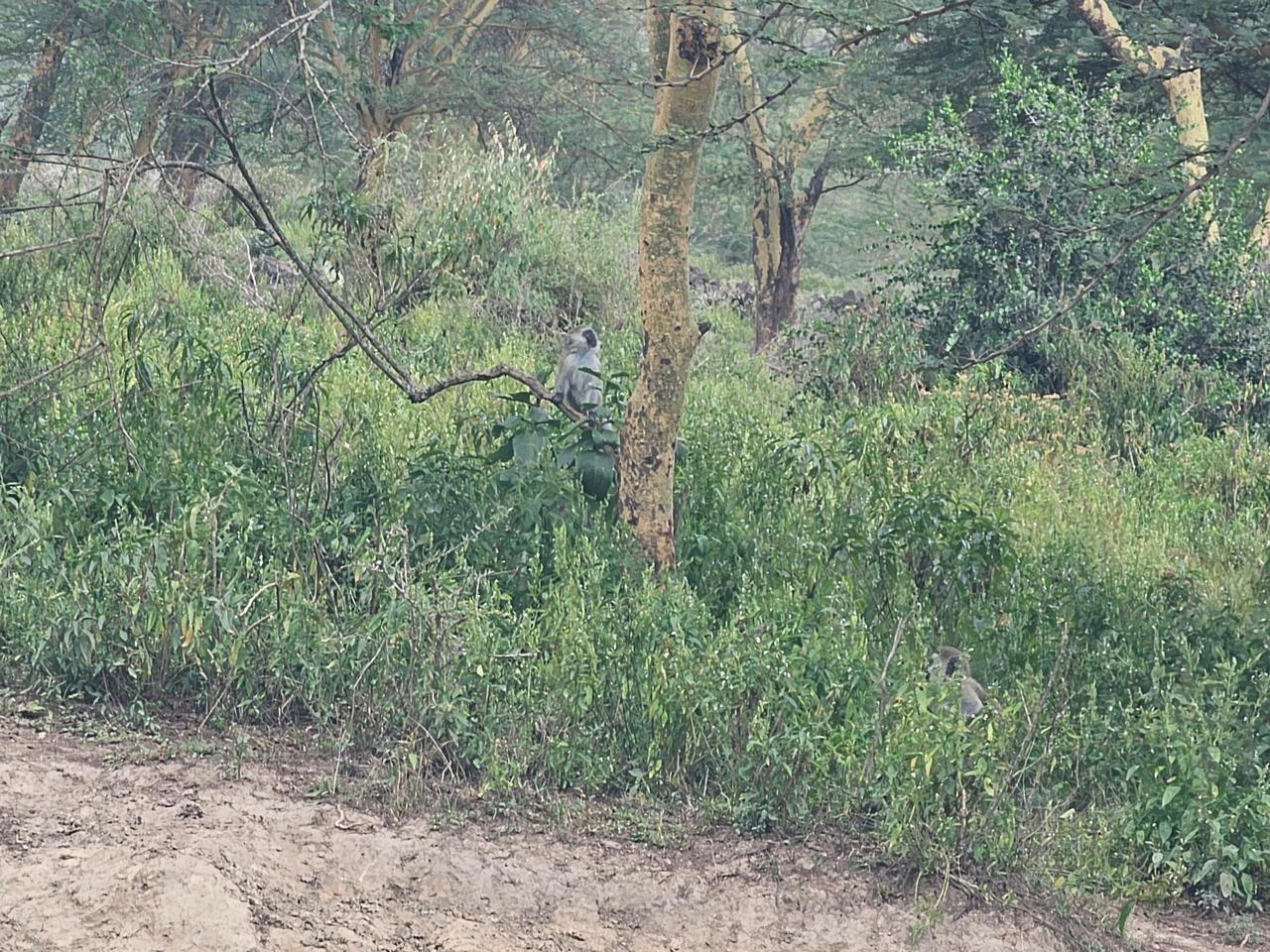 Prime 2-acre land near Lake Elementaita adjacent to Inka Gardens and developed cottages, ideal for lodge or eco-camp investment.