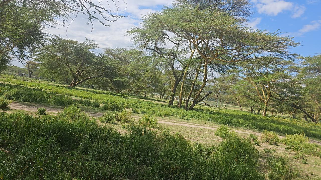 Prime 2-acre land near Lake Elementaita adjacent to Inka Gardens and developed cottages, ideal for lodge or eco-camp investment.