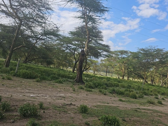 Prime 2-acre land near Lake Elementaita adjacent to Inka Gardens and developed cottages, ideal for lodge or eco-camp investment.