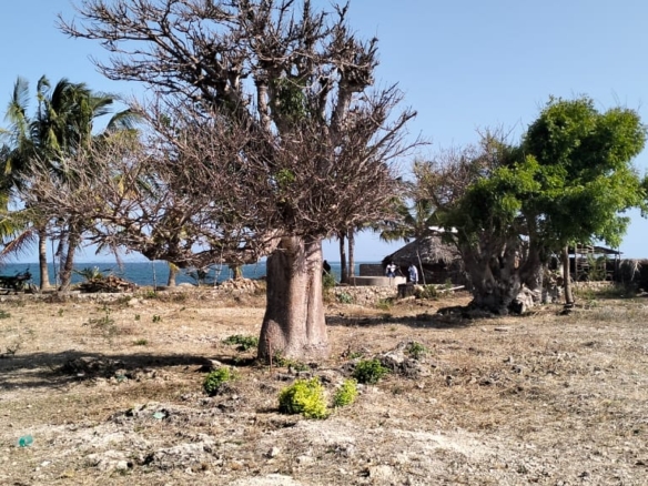 Luxury 1-acre beachfront land for sale in Mayungu along the Malindi–Watamu coast, ideal for investment or development.