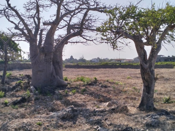 Luxury 1-acre beachfront land for sale in Mayungu along the Malindi–Watamu coast, ideal for investment or development.