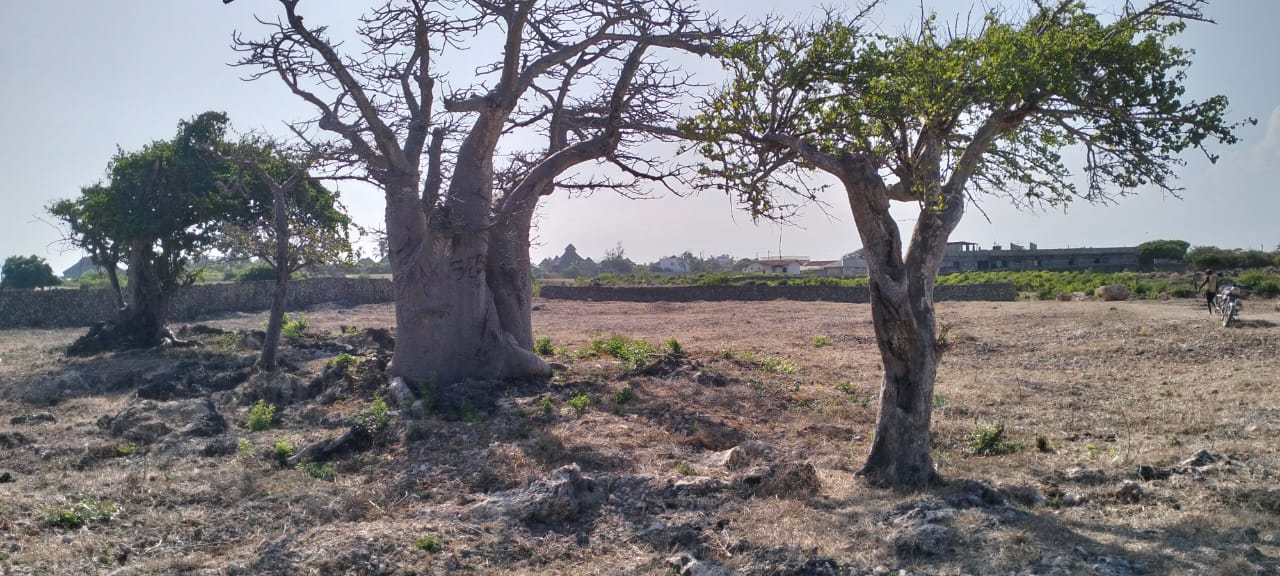 Luxury 1-acre beachfront land for sale in Mayungu along the Malindi–Watamu coast, ideal for investment or development.