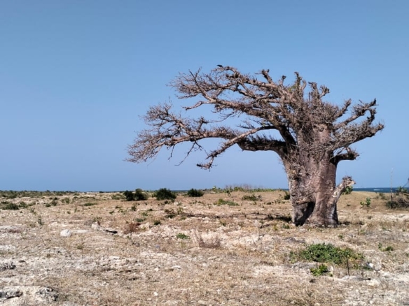 Luxury 1-acre beachfront land for sale in Mayungu along the Malindi–Watamu coast, ideal for investment or development.
