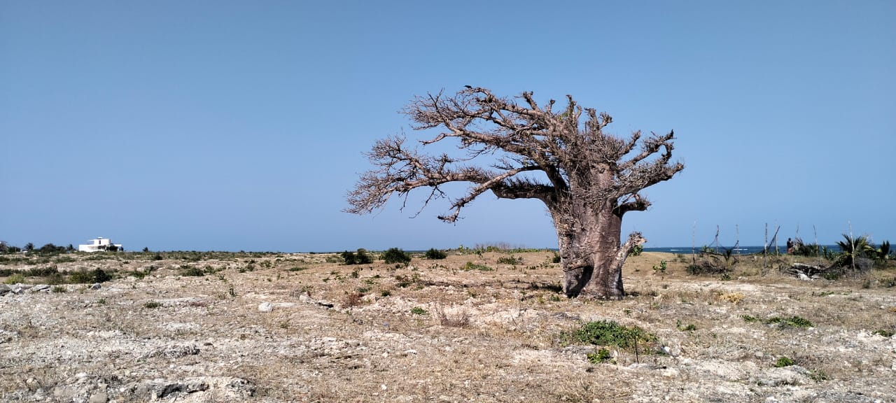Luxury 1-acre beachfront land for sale in Mayungu along the Malindi–Watamu coast, ideal for investment or development.