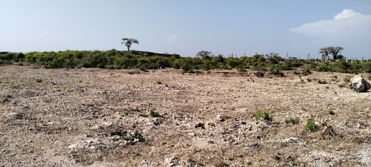 Quarter-acre coral plot for sale in Mayungu, second row and 80 meters from the ocean along the Watamu–Malindi coast.