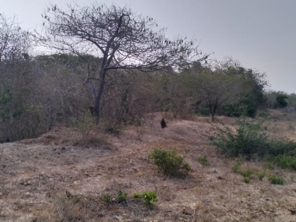 22 acres of prime roadfront land for sale in Shomela Magarini along Malindi Marafa Road.