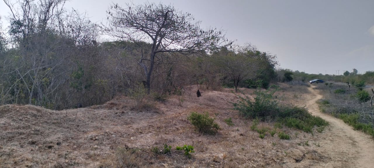 22 acres of prime roadfront land for sale in Shomela Magarini along Malindi Marafa Road.