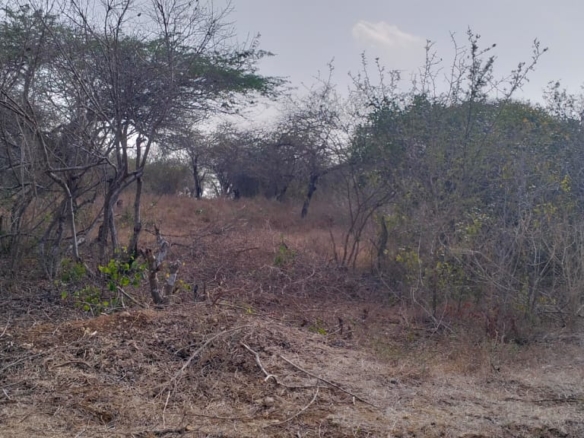 22 acres of prime roadfront land for sale in Shomela Magarini along Malindi Marafa Road.