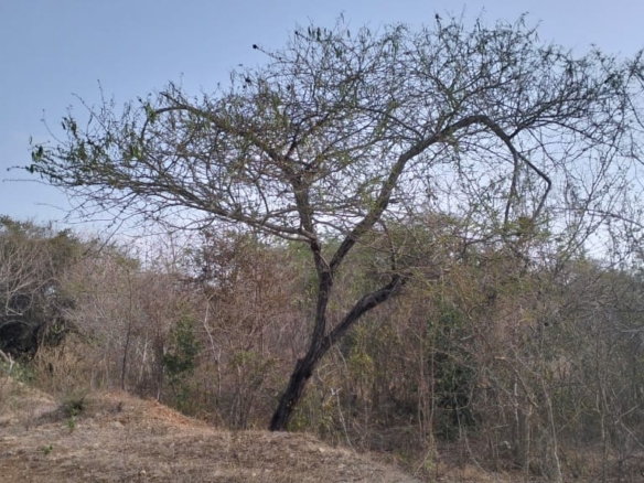 22 acres of prime roadfront land for sale in Shomela Magarini along Malindi Marafa Road.