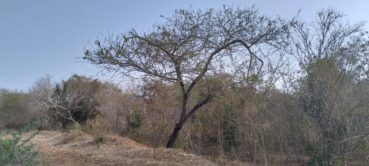 22 acres of prime roadfront land for sale in Shomela Magarini along Malindi Marafa Road.