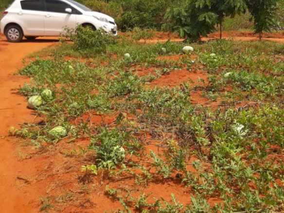 Poultry Farm in Baolala For Sale on 2.4 Acres