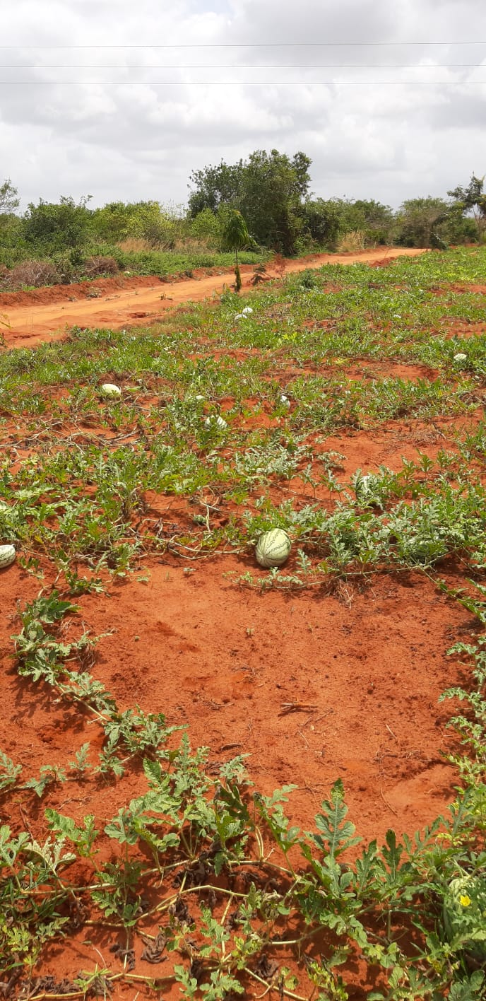 Poultry Farm in Baolala For Sale on 2.4 Acres