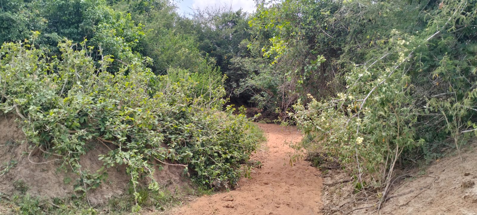 180-acre agricultural land with a seasonal river for sale in Mulunguni–Marafa, Kilifi County.