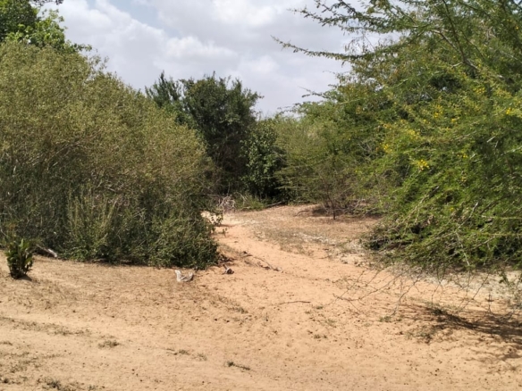 180-acre agricultural land with a seasonal river for sale in Mulunguni–Marafa, Kilifi County.