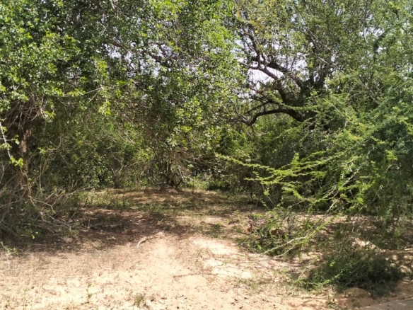 180-acre agricultural land with a seasonal river for sale in Mulunguni–Marafa, Kilifi County.