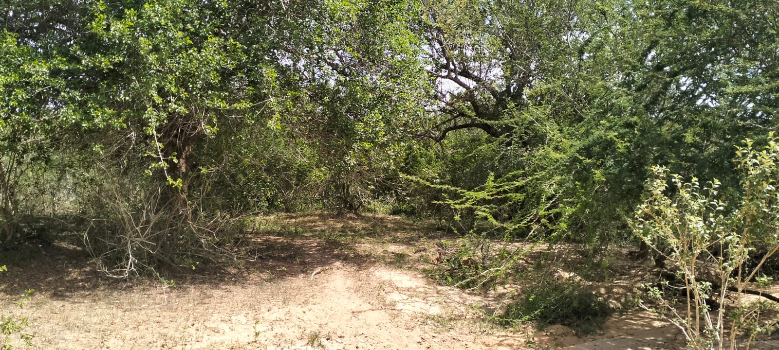 180-acre agricultural land with a seasonal river for sale in Mulunguni–Marafa, Kilifi County.