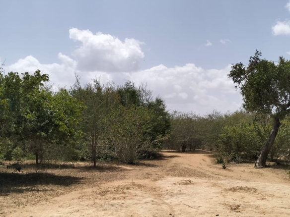 180-acre agricultural land with a seasonal river for sale in Mulunguni–Marafa, Kilifi County.