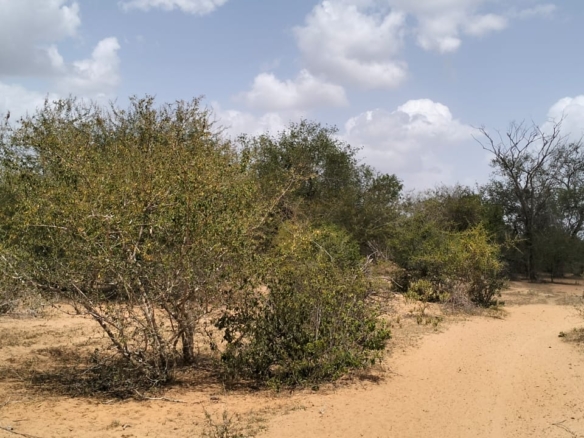 180-acre agricultural land with a seasonal river for sale in Mulunguni–Marafa, Kilifi County.