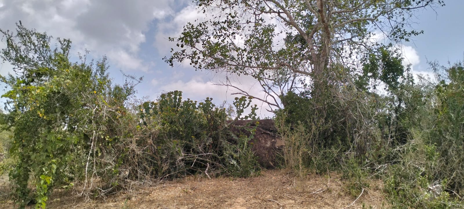 180-acre agricultural land with a seasonal river for sale in Mulunguni–Marafa, Kilifi County.