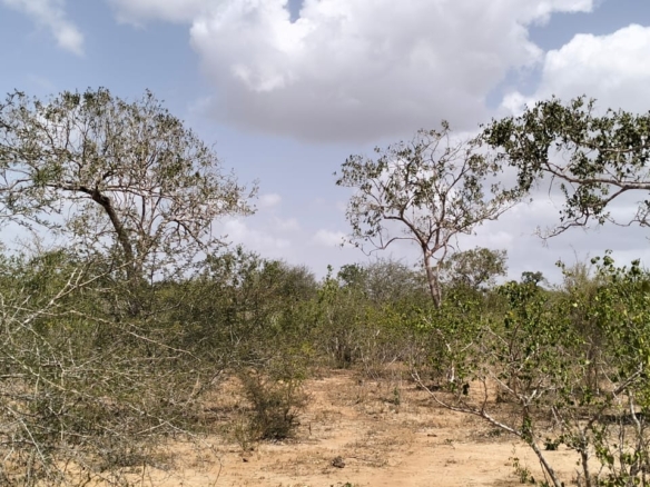 180-acre agricultural land with a seasonal river for sale in Mulunguni–Marafa, Kilifi County.
