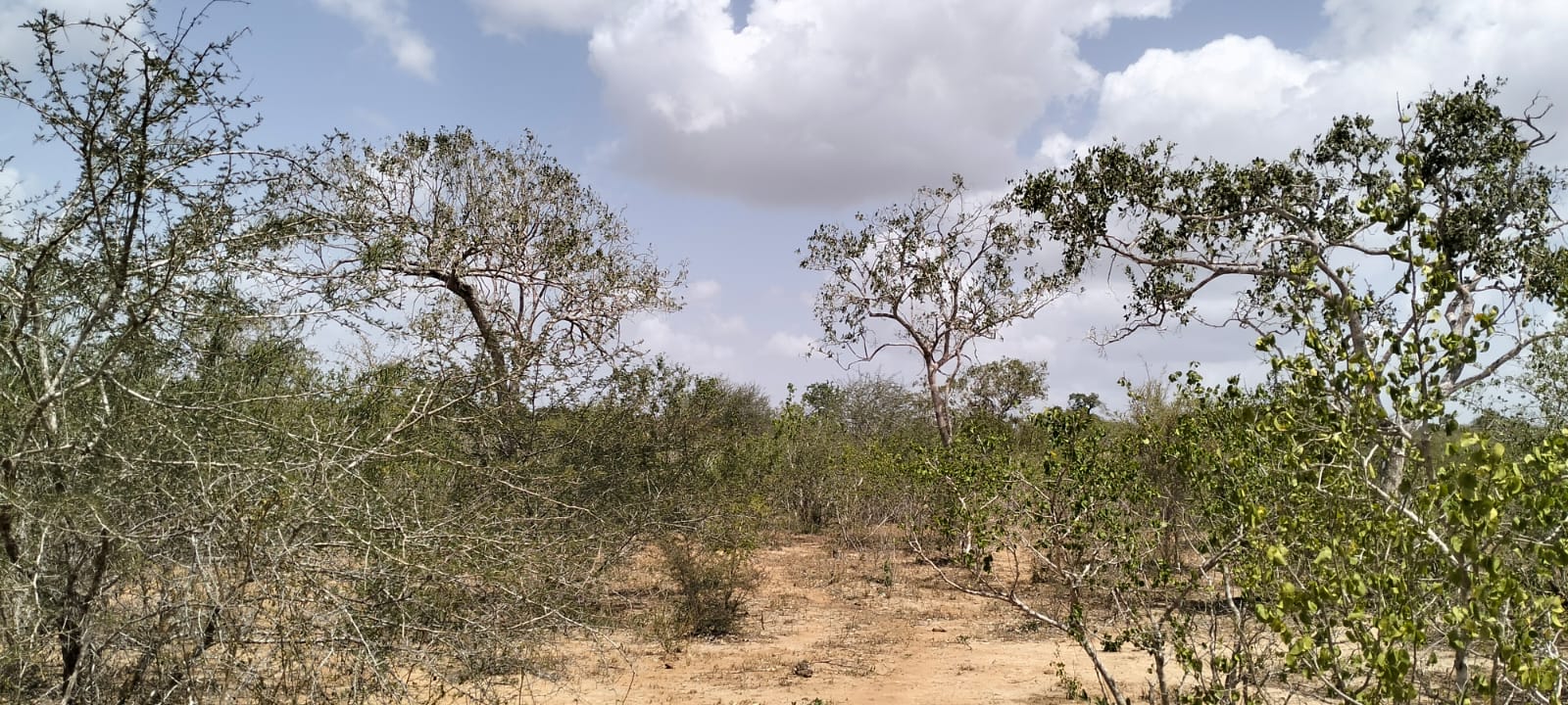 180-acre agricultural land with a seasonal river for sale in Mulunguni–Marafa, Kilifi County.