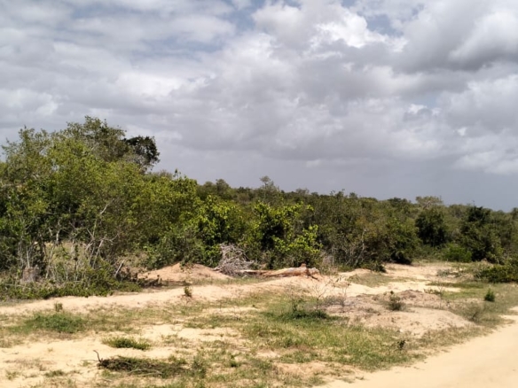 50-acre agricultural land for sale in Boyani, Baricho, located 300 meters from the tarmac road.