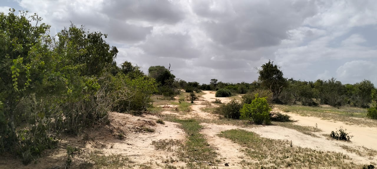 50-acre agricultural land for sale in Boyani, Baricho, located 300 meters from the tarmac road.