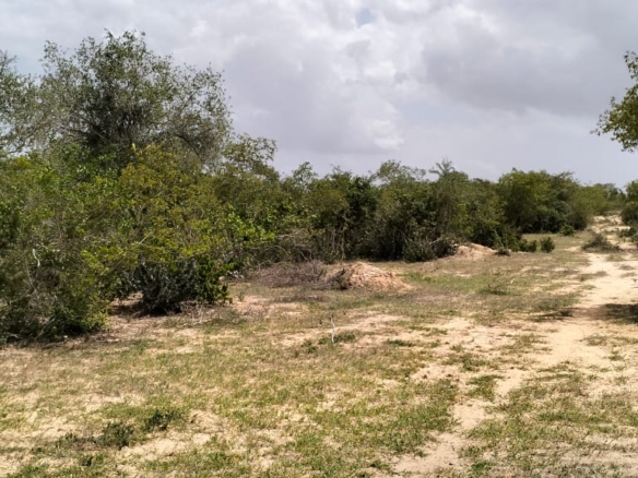50-acre agricultural land for sale in Boyani, Baricho, located 300 meters from the tarmac road.