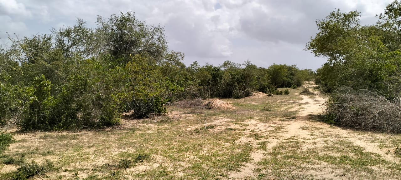 50-acre agricultural land for sale in Boyani, Baricho, located 300 meters from the tarmac road.