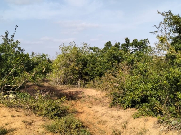 6 acres of prime land for sale in Jilore at 350k per acre – ideal for investment and development