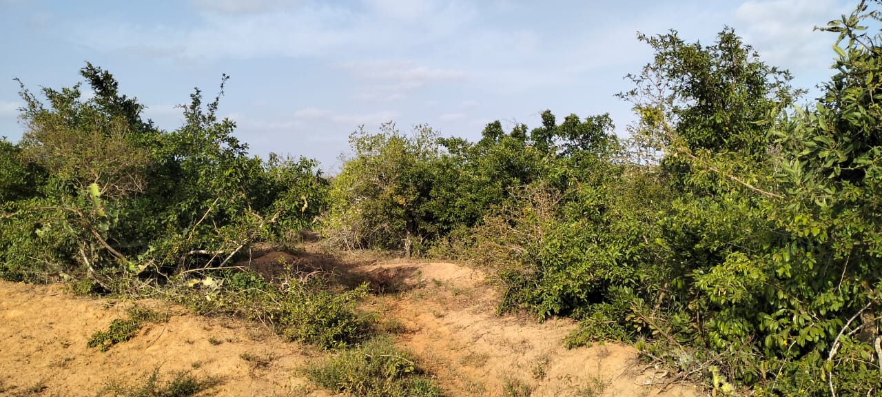 6 acres of prime land for sale in Jilore at 350k per acre – ideal for investment and development