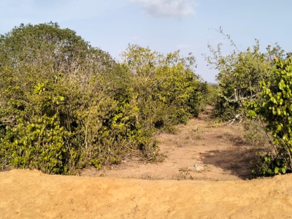 6 acres of prime land for sale in Jilore at 350k per acre – ideal for investment and development