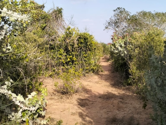 6 acres of prime land for sale in Jilore at 350k per acre – ideal for investment and development