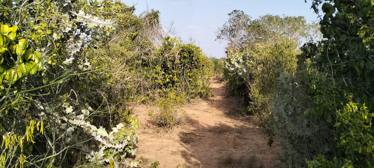 6 acres of prime land for sale in Jilore at 350k per acre – ideal for investment and development