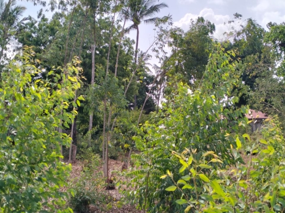 Quarter acre plot for sale in Gede with power, water, ready title deed, and close to tarmac