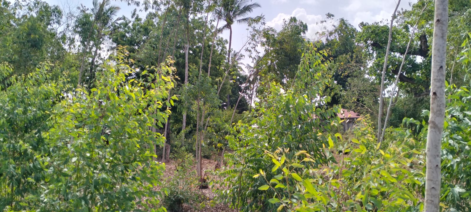 Quarter acre plot for sale in Gede with power, water, ready title deed, and close to tarmac