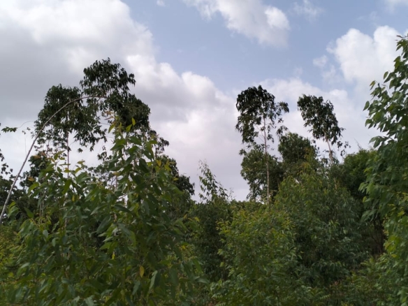 Quarter acre plot for sale in Gede with power, water, ready title deed, and close to tarmac