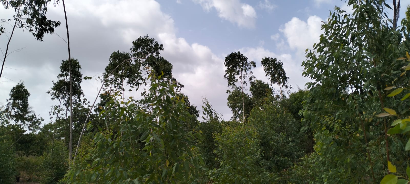 Quarter acre plot for sale in Gede with power, water, ready title deed, and close to tarmac